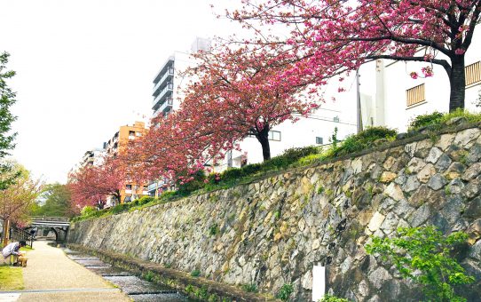 京都 街の桜